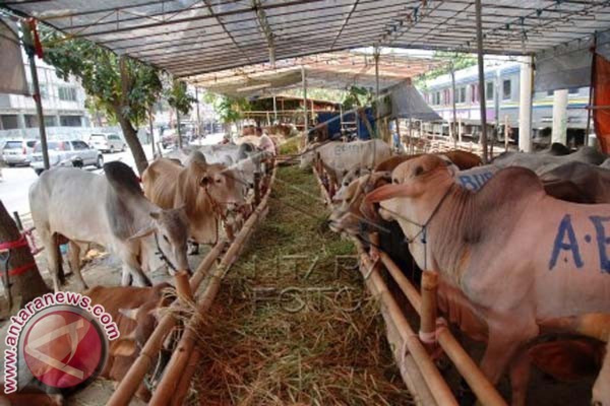 Pemkot Makassar Periksa Kesehatan Hewan Kurban 