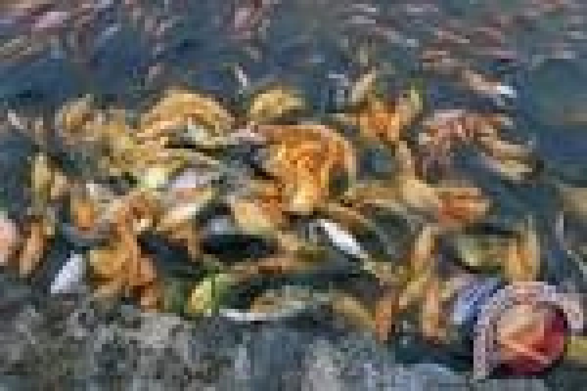 DKP Banten Berupaya Tingkatkan Produksi Ikan Tawar