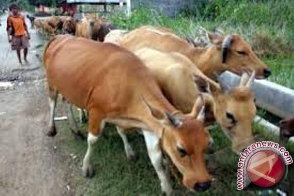 Gubernur Papua sumbang tiga sapi kurban untuk Biak