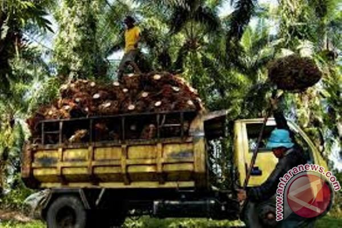 Warga Nabire sesalkan sikap dua perusahaan sawit