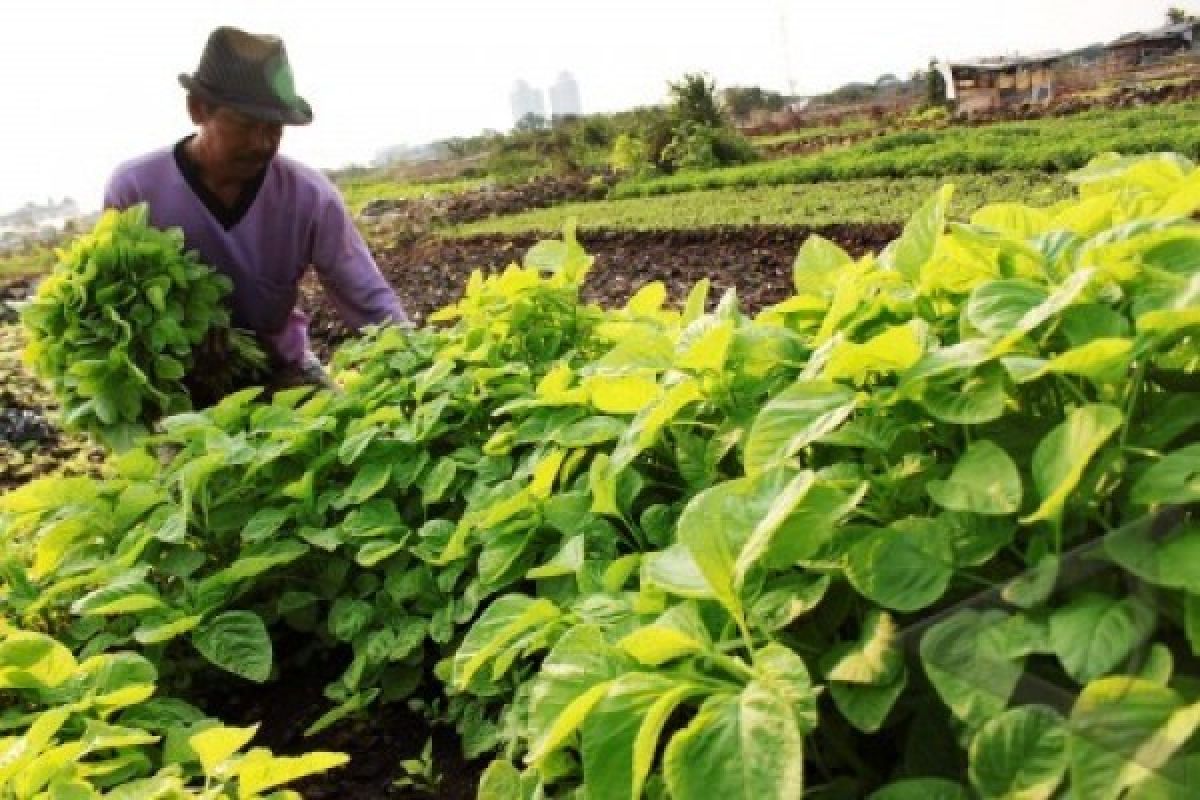 MUI Lebak haramkan menelantarkan lahan