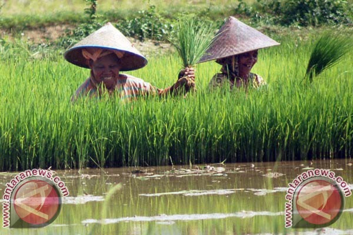 Lima Juta Petani Tinggalkan Lahan Pertanian