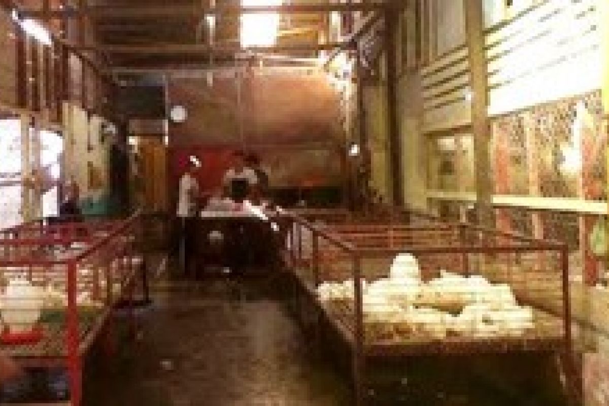 Omset Pedagang Ayam Potong di Natuna Turun