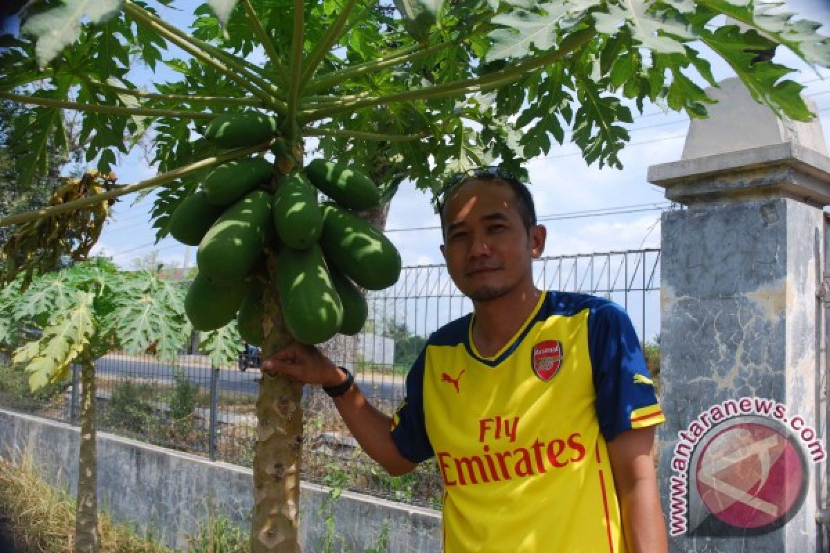 Petani Buah Kampar Minta Jaminan Pemasaran