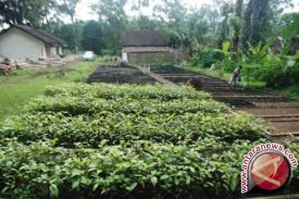 Bappeda terapkan Pengembangan Satu Rumah Satu Pohon