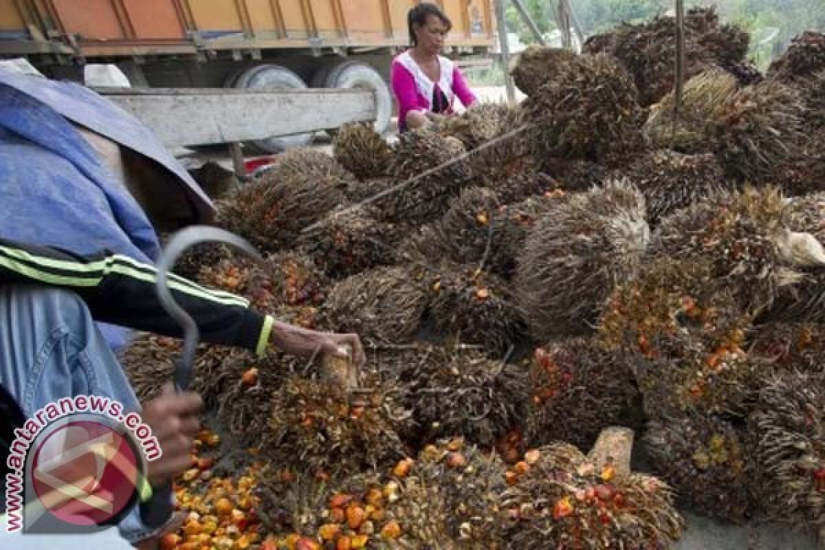 Sawit Sumbang 42 Persen Ekonomi Mamuju Utara 