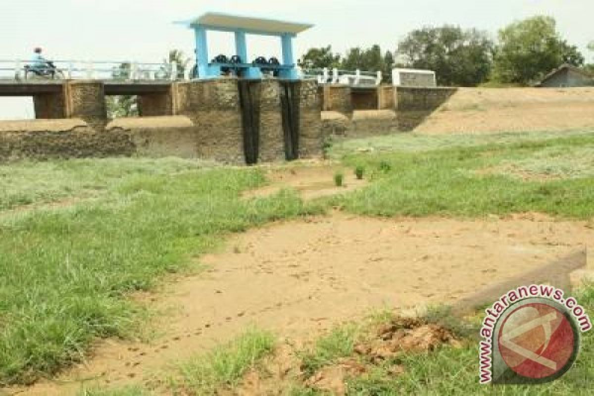 Situ Kamojing Karawang berubah menjadi hamparan sawah