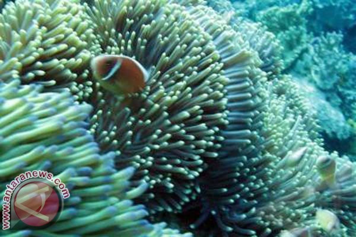 Sulawesi-Maluku`s Coral Reef Eco-Region Severely Damaged 