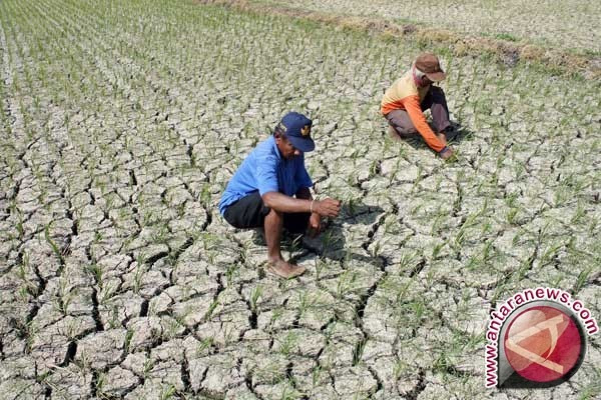 10.000 Hektare Lahan Pertanian Di Gorontalo Kekeringan