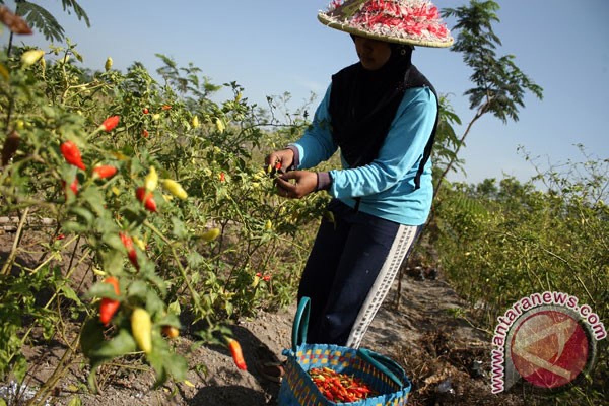 Harga cabe merah di Rokan Hulu capai Rp100 ribu