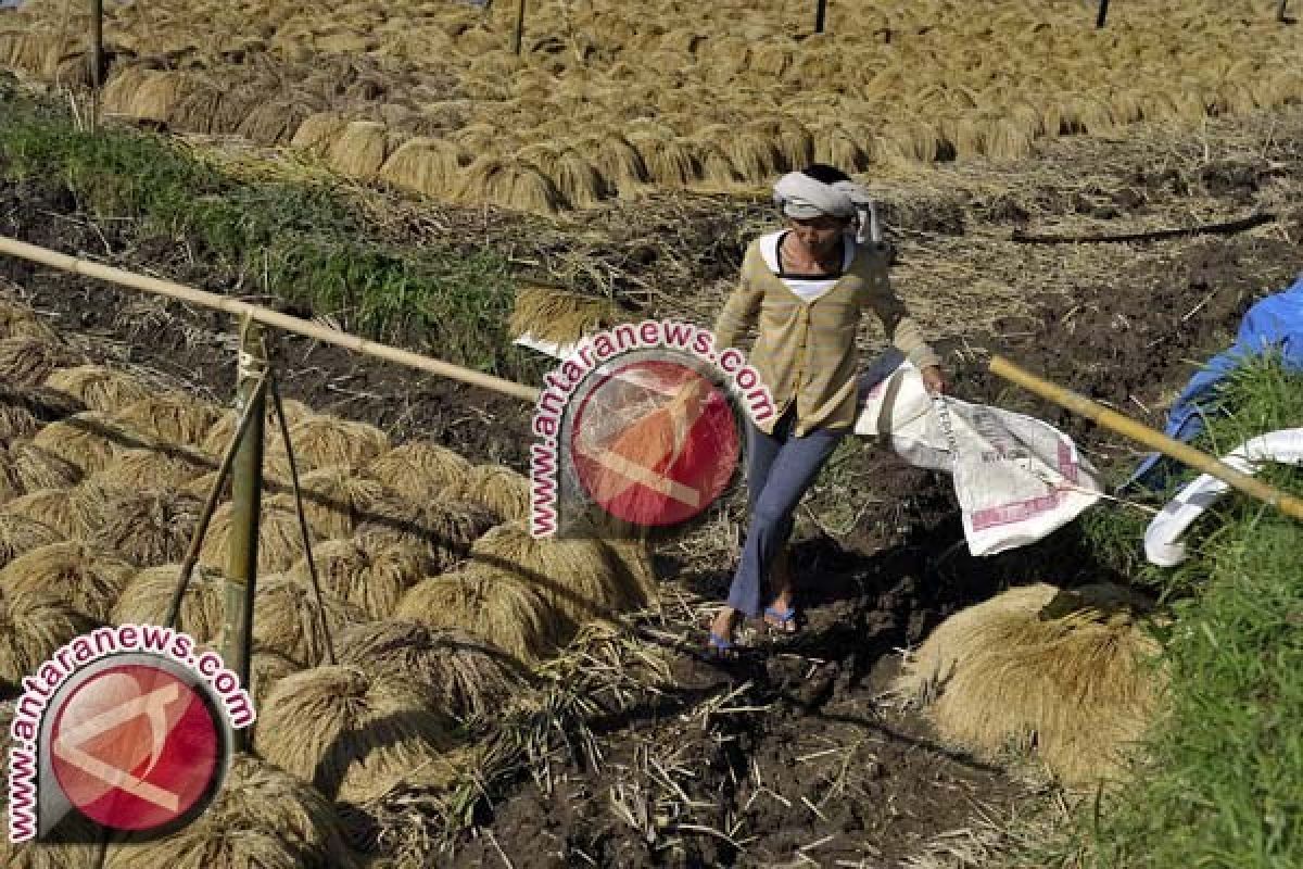 GKP Tingkat Petani Bali Naik 3,31 Persen