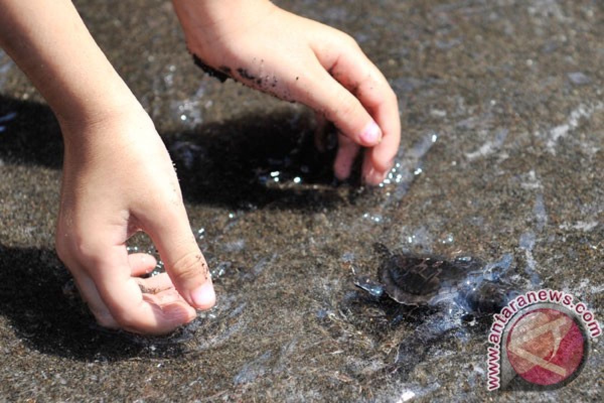 Ribuan tukik dilepas ke perairan Pantai Saba