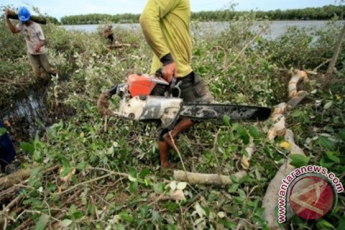 Tiga Hektar Hutan Bakau di Bangka Rusak