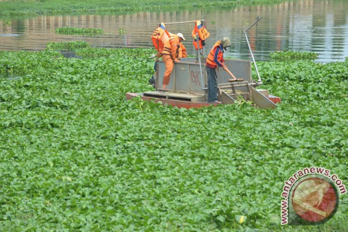 Eceng gondok mulai tutupi Danau Bulilin