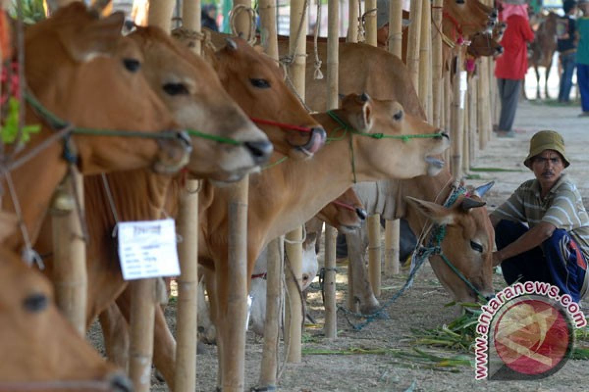 Pekanbaru siapkan stok 120 sapi per hari selama Ramadan