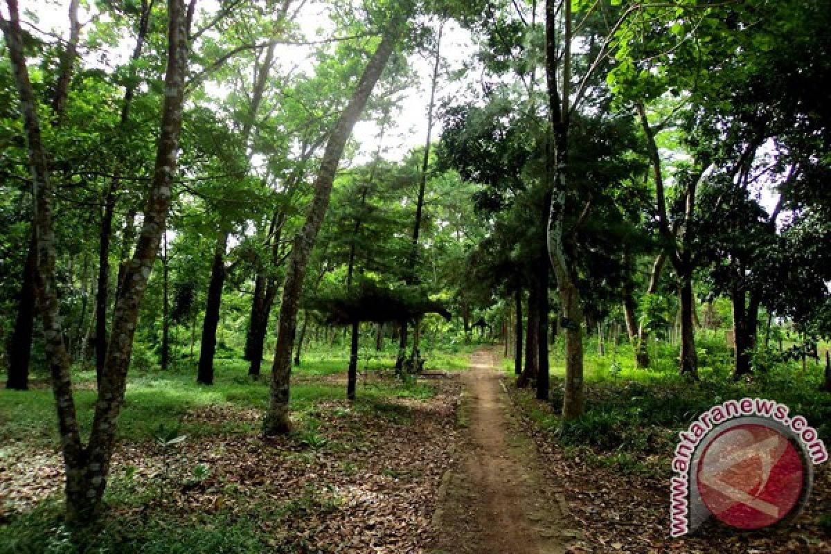 Kotabaru Develops White Meranti Forest Up to 1,000 hectares