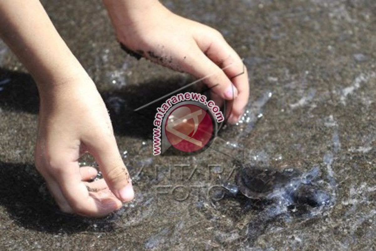 Bali Zoo Lepas Tukik di Pantai Saba