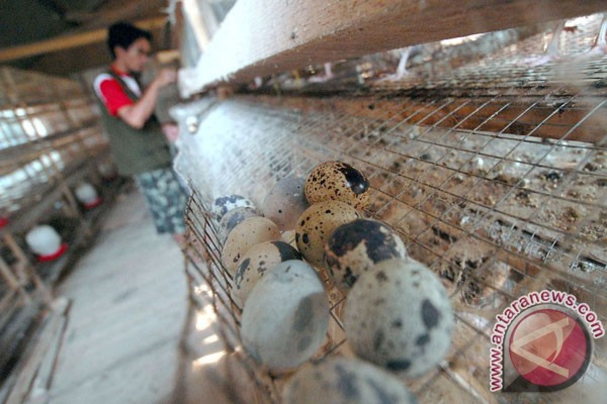 Budi daya telur puyuh berkembang di Lebak