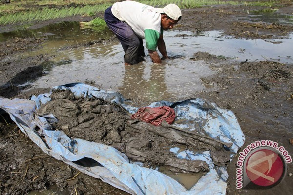 Penemuan Jasad Korban Tsunami 