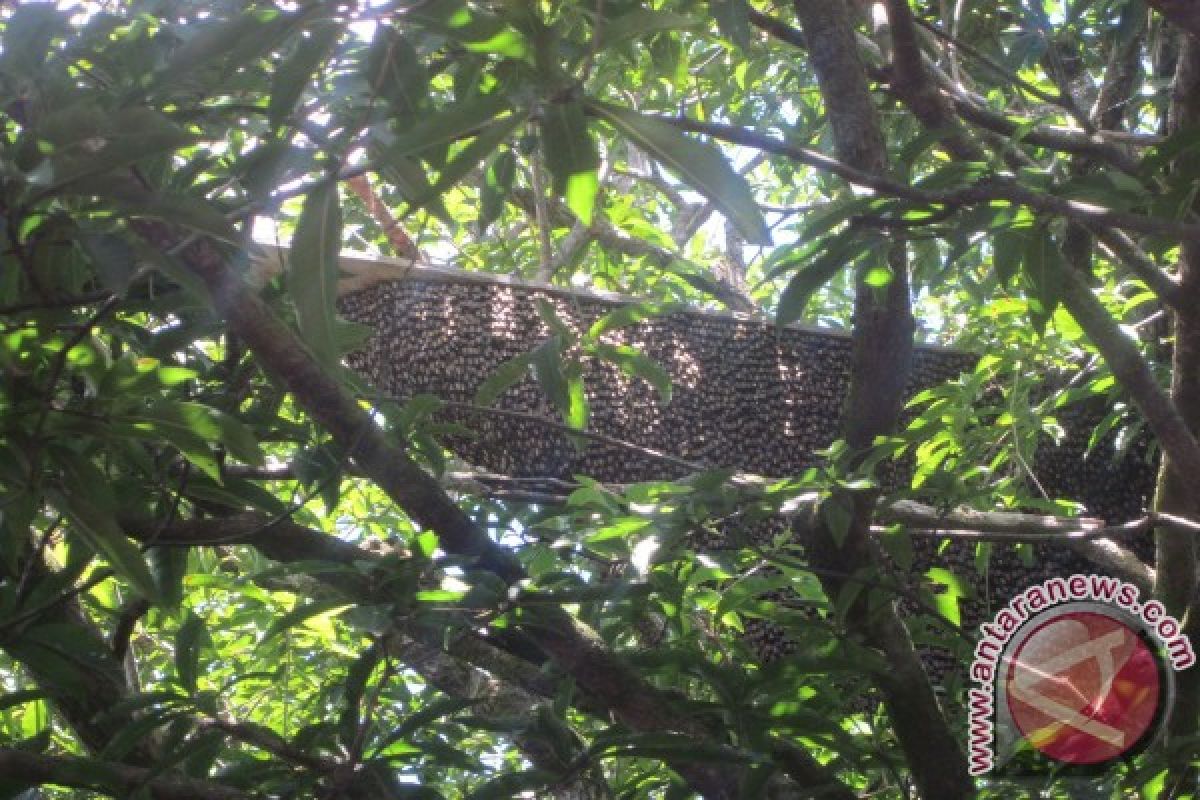 Bangka Akan Jadikan Hutan Pelawan Kawasan Wisata