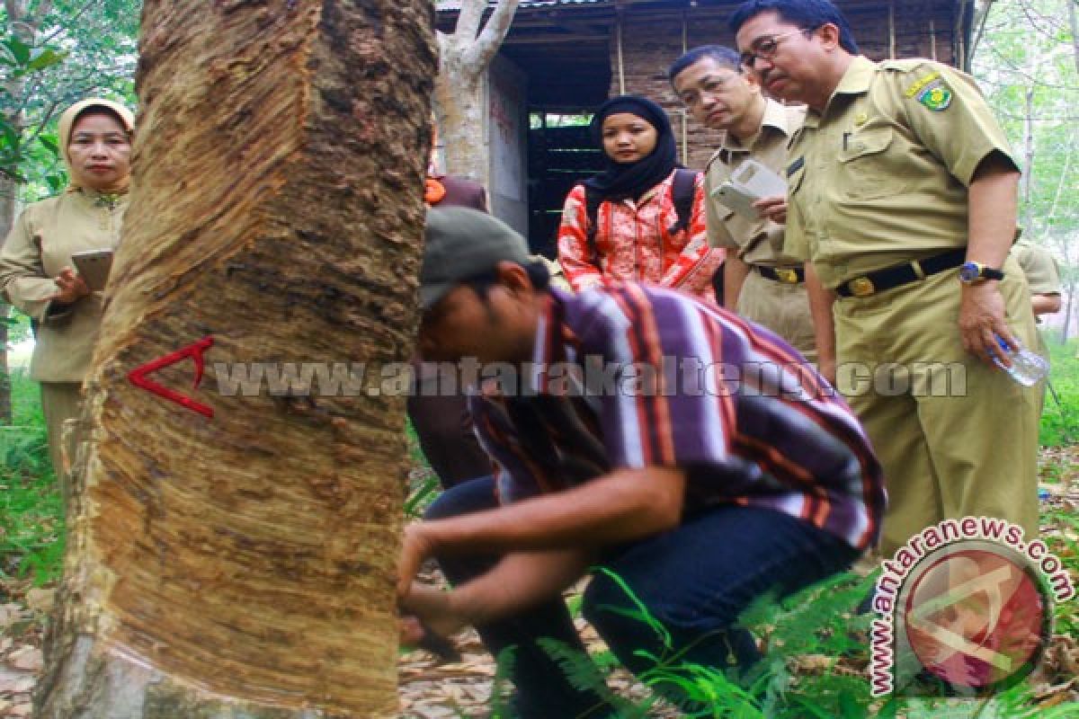 Melihat Langsung Petani Karet