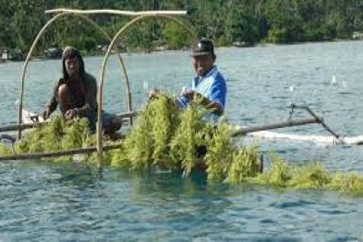 Pelindo IV dorong Pemprov Papua kembangkan rumput laut 