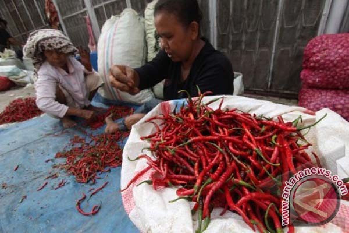 Harga Cabai di Palu Melonjak Tajam