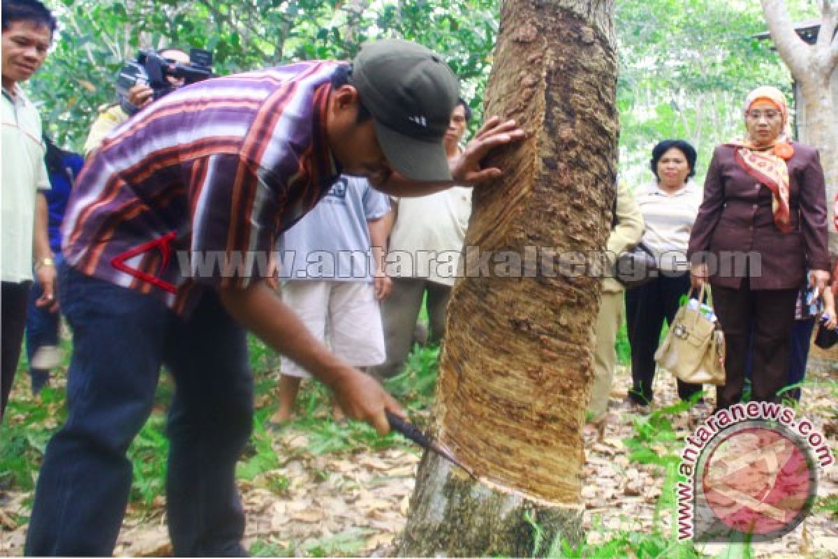 Tak Ada yang Beli, Warga Seruyan Enggan Sadap Kebun Karet 