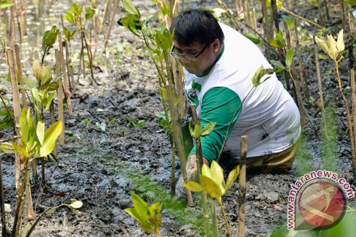 Batam kehilangan 800 hektare hutan mangrove