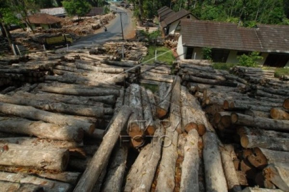 Menteri LHK luncurkan alat identifikasi kayu otomatis