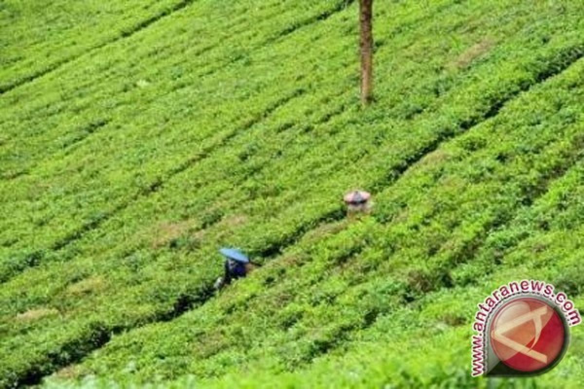 Distanbunnak Bangka Barat Kaya Potensi Wisata Agro