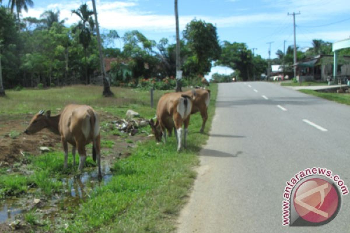 Desa Mukomuko diminta sanksi warga melepasliarkan sapi