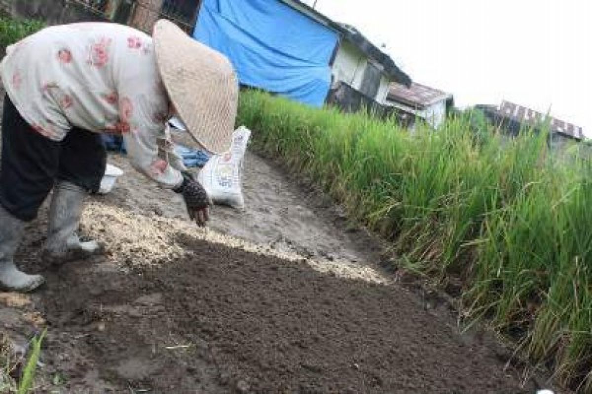 Padang is Expanding Agricultural Land to Increase Rice Production