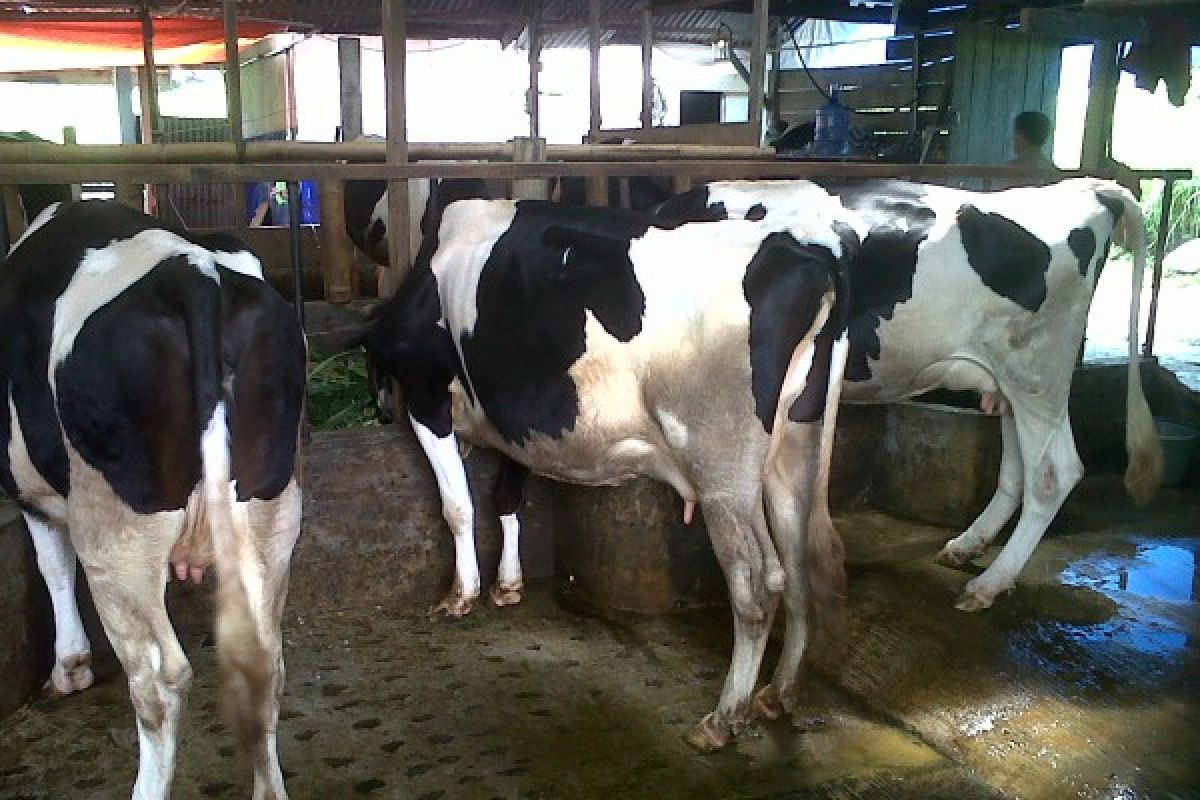 Penjualan Susu Sapi Murni Padang Panjang Terkendalan UHT