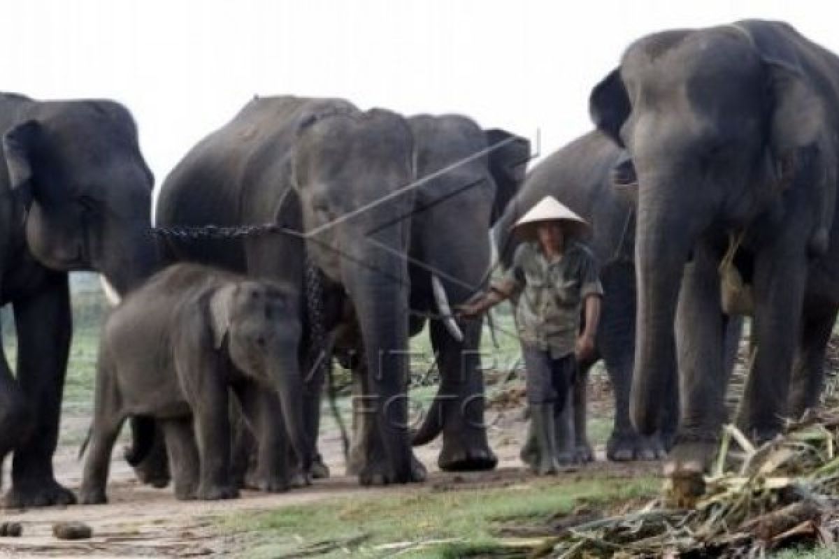 Naas, Warga Bengkalis Tewas Diamuk Gajah yang Terpisah dari Kawanan