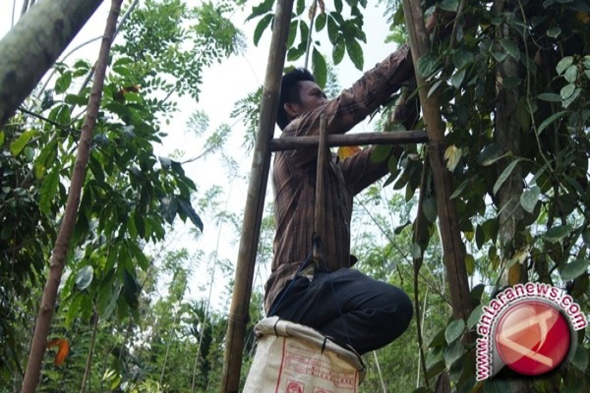 Bangka Barat-IPB Atasi Penyakit Tanaman Lada