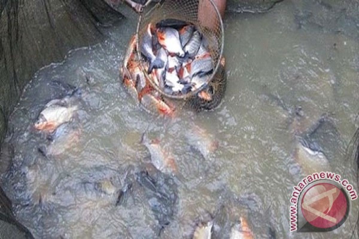 Jumlah Petani Ikan Air Tawar Mulai Berkurang