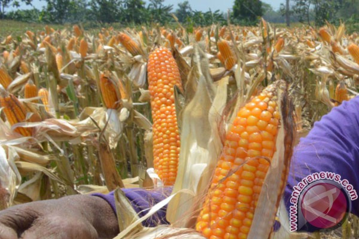 Kendari dorong warga optimalkan peningkatan produksi jagung