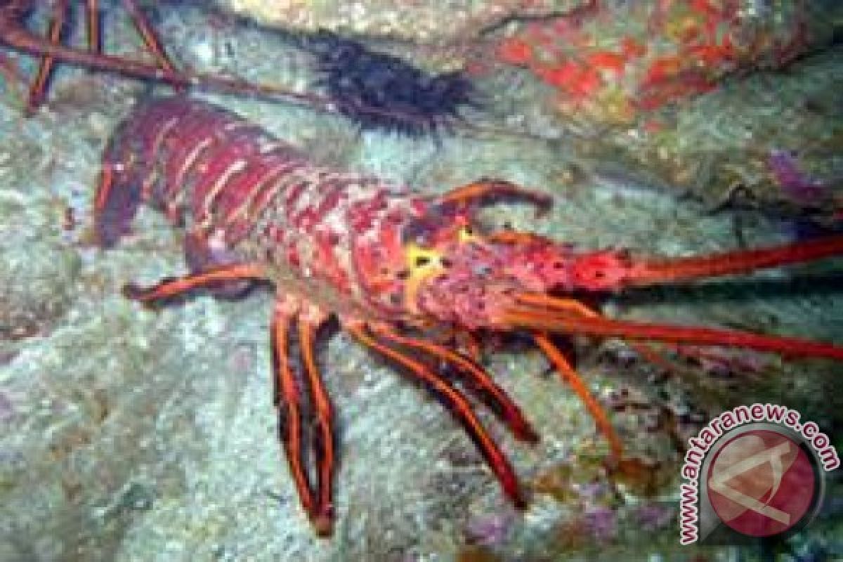Pemkot Mataram akan Hidupkan Budi Daya Lobster