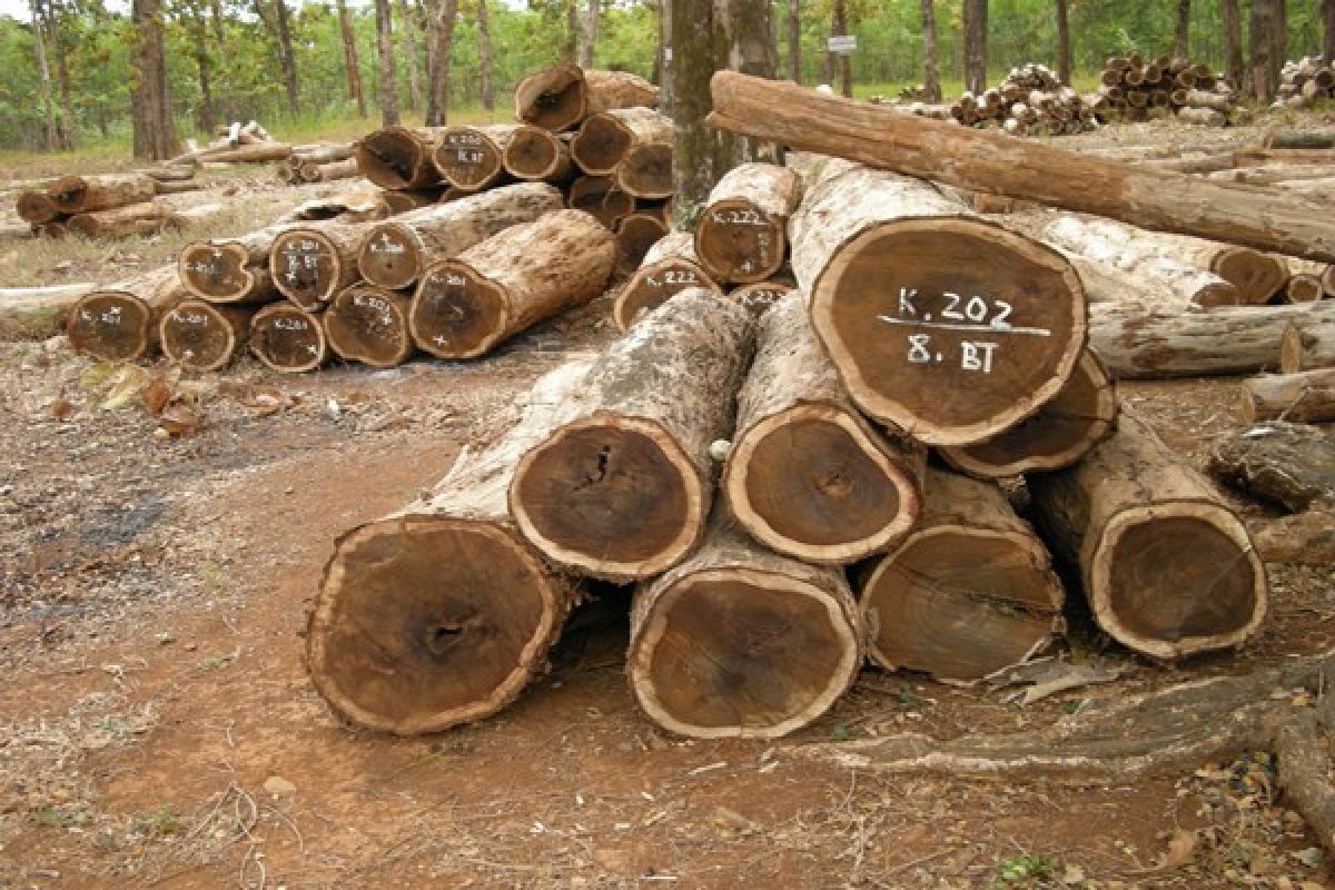 Kebijakan SVLK dinilai bebani industri hilir kayu
