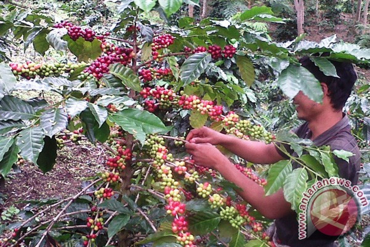 12 petani kopi Aceh pelatihan di Jember