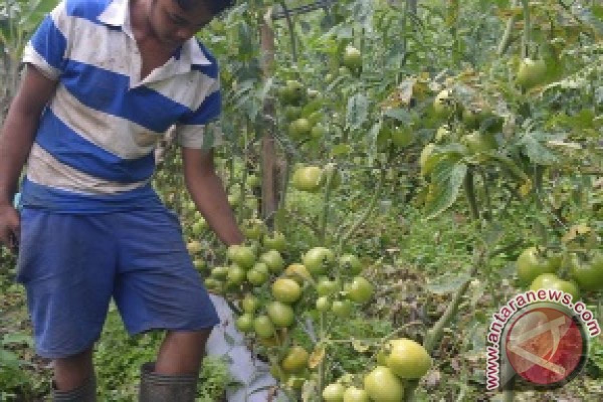 Harga Tomat di Gayo Melambung