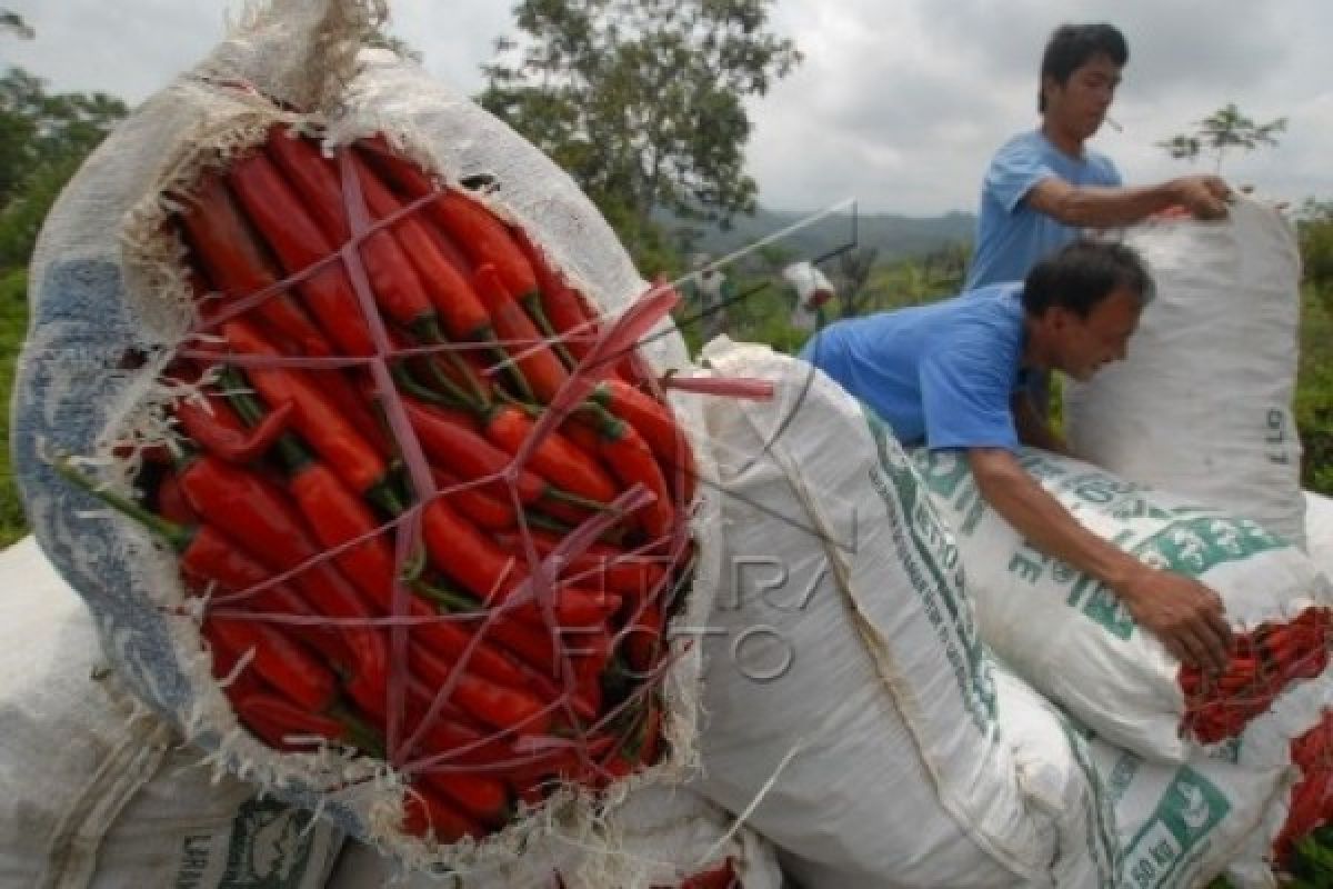W Sumatra Targets 83,170 Tons Red Chili Production in 2018
