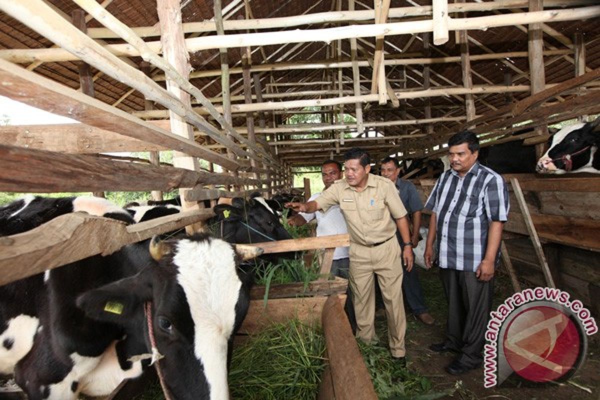 Gapoktan Aceh Utara harapkan bantuan ternak sapi