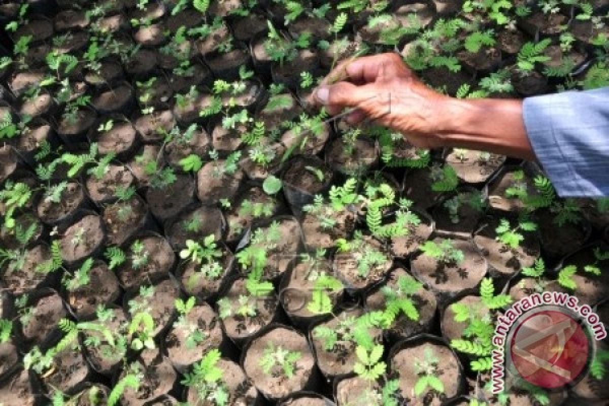 Dishuttamben Fokus Tanami 58.330 Hektare Lahan Kritis 