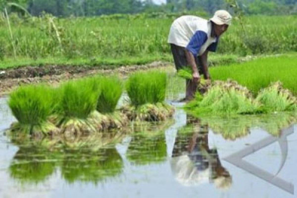 Kementan berupaya cetak SDM pertanian profesional