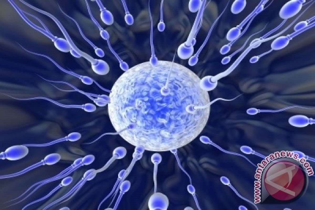 Pakar: 35 Persen Kegagalan Hamil Karena Sperma