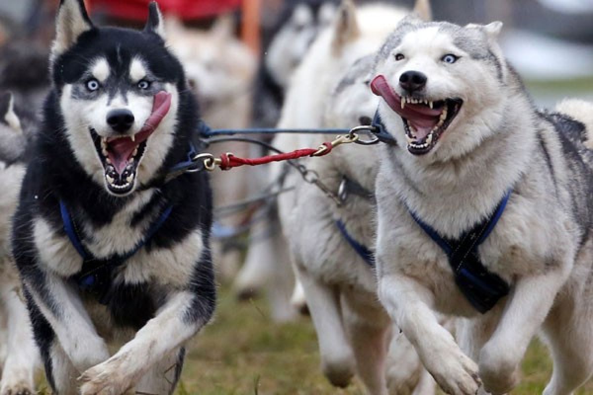 Anjing dilatih untuk bantu penyembuhan stres veteran Australia