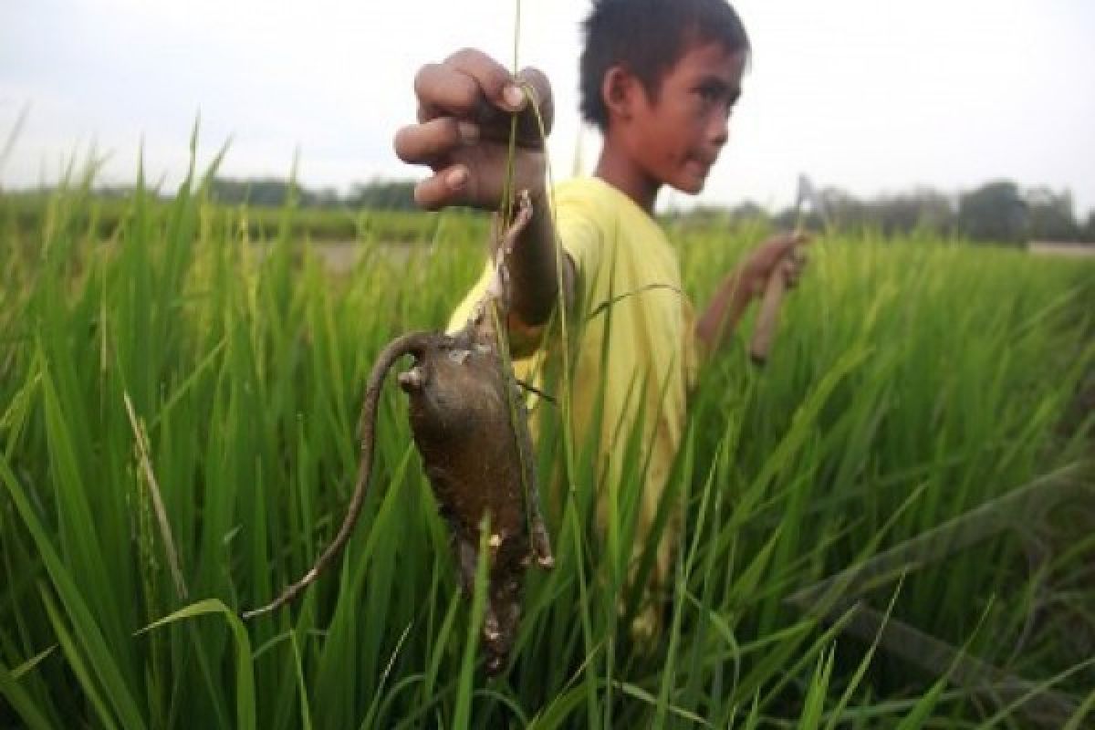 15 Hektare Tanaman Padi di Temanggung Diserang Hama Tikus