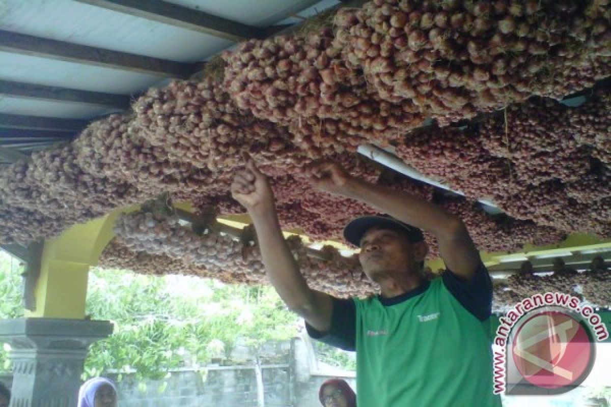 Petani Bantul simpan bawang merah untuk benih